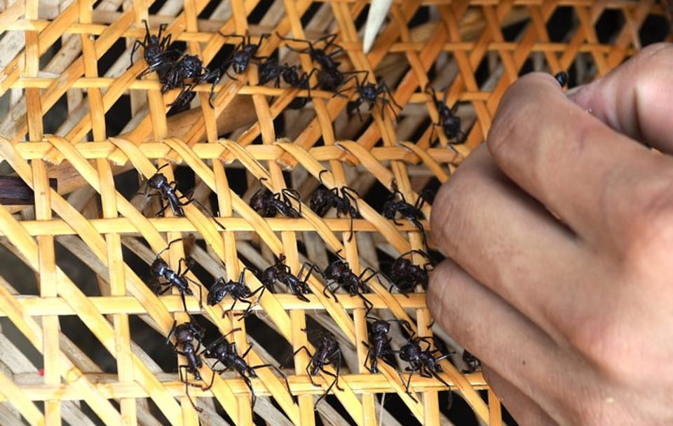 Tucandeira Ants Ritual Tour in Manaus, Brazil