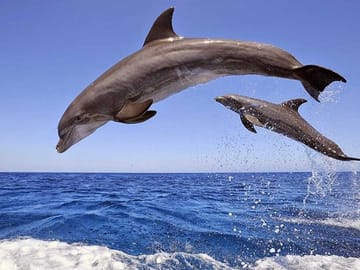 Hurghada Dolphin House And Snorkelling Day Trip By VIP Boat