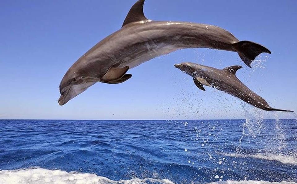 Snorkelling Day Trip to Dolphin House in Hurghada