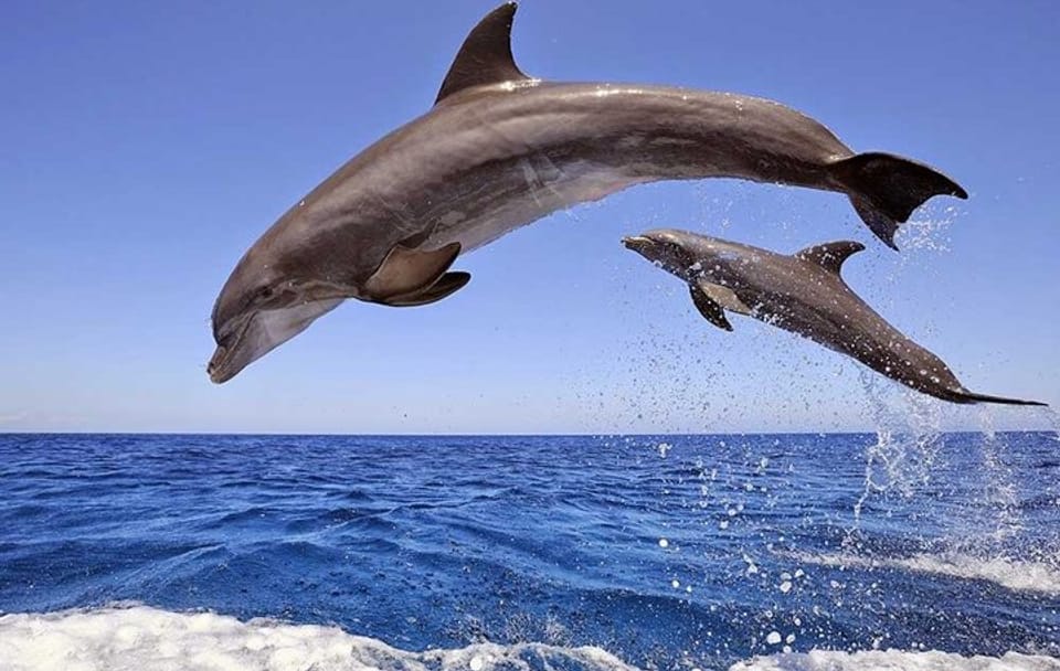 Snorkelling Day Trip to Dolphin House in Hurghada