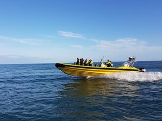 Puffin Tour by RIB Speedboat from Downtown Reykjavik, photo 20