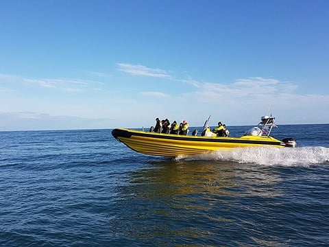 Puffin Tour by RIB Speedboat from Downtown Reykjavik, photo 20