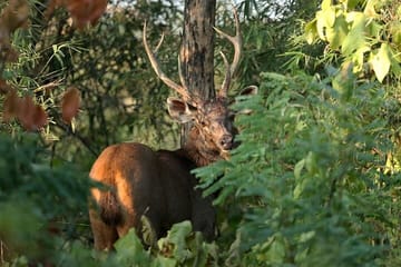 Wildlife Safari and Cultural Tour in Bhopal and Bhojpur