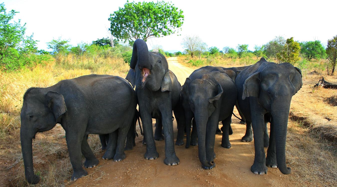 Udawalawe Safari: Encounter Sri Lanka’s Majestic Elephants