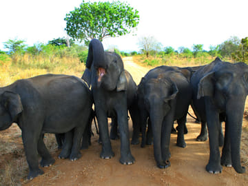 Udawalawa National Park One Day Safari Experience