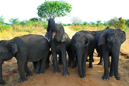 Udawalawe Safari: Encounter Sri Lanka's Majestic Elephants