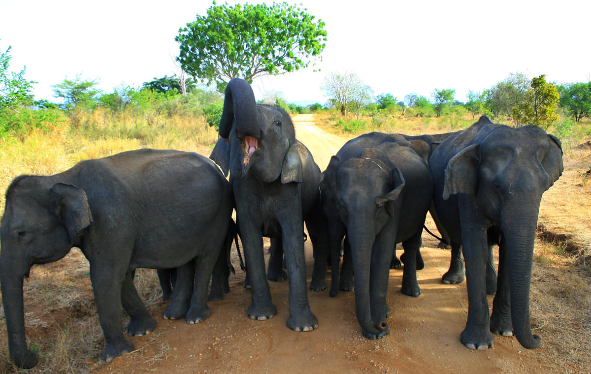 UDAWALAWA ONE DAY SAFARI
