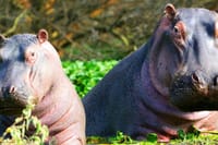 Hippos at Lake Naivasha