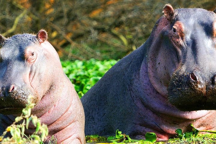 Hippos at Lake Naivasha