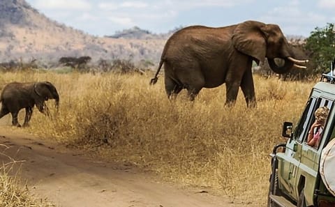 3-Day Luxury Private Safari in Masai Mara, Kenya