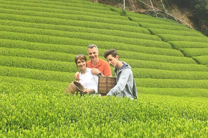 Guided Bike Tour to a Green Tea Farm in Shizuoka (not e-bikes)