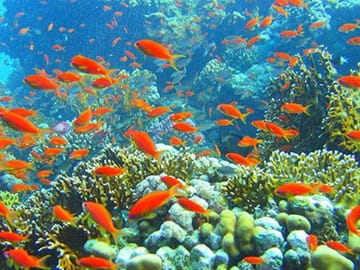 Private Snorkeling Tour to Giftun Island from Hurghada