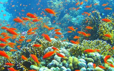 Private Snorkeling Tour to Giftun Island from Hurghada