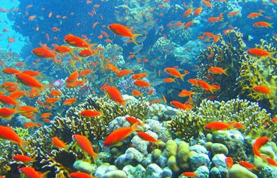 Giftun Island Private Snorkeling Trip from Hurghada with Pickup