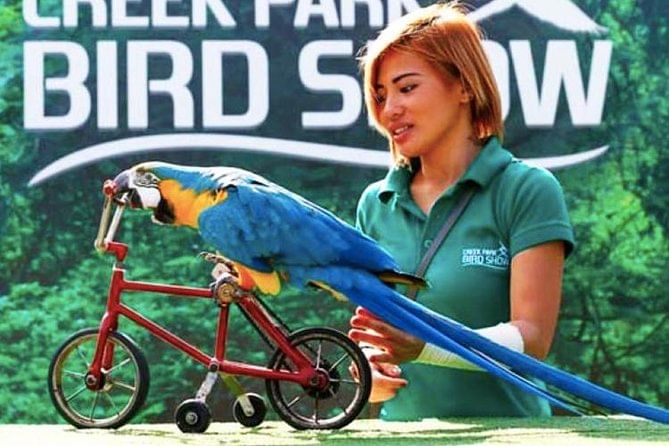 Dubai Dolphinarium - Creek Park Bird Show Tickets