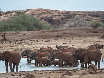 Day Tour of Ol Pejeta Conservancy and Chimpanzee Sanctuary in Kenya