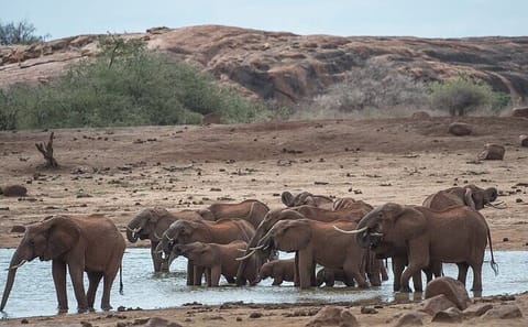 Day Tour of Ol Pejeta Conservancy and Chimpanzee Sanctuary in Kenya
