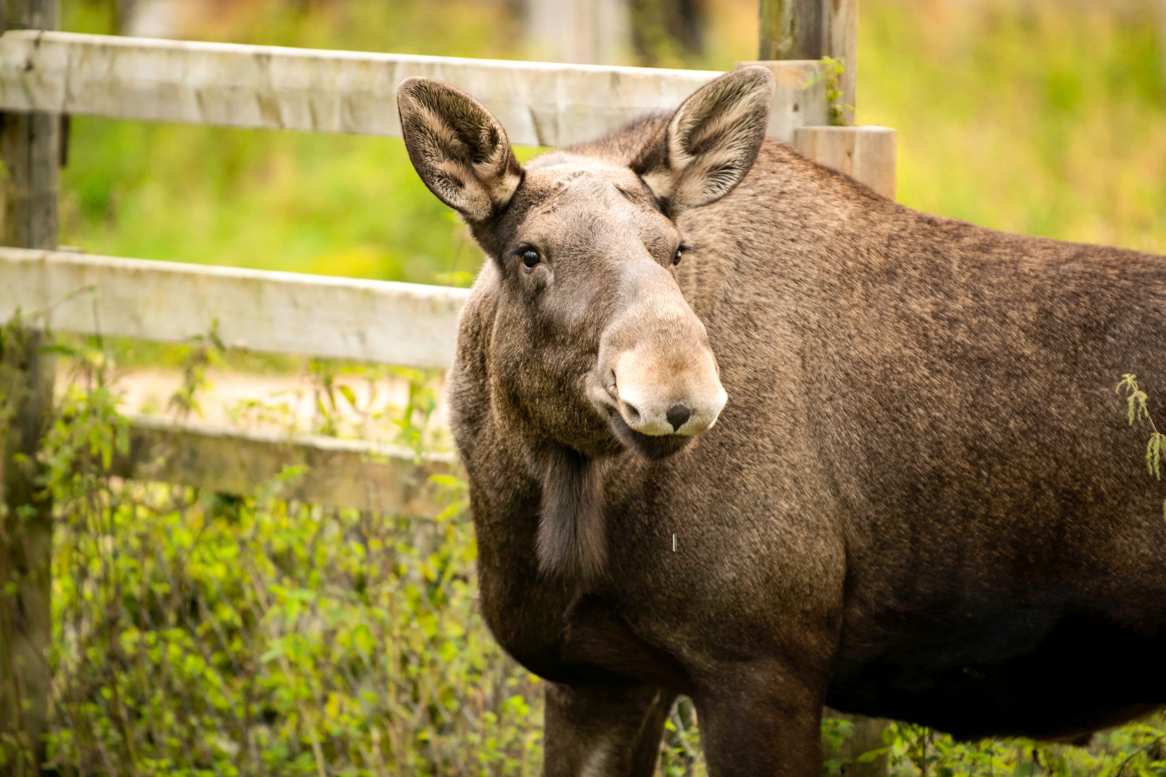 Ranua Wildlife Park offers to see around 50 different species of Arctic animals