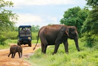 Minneriya National Park Safari from Anuradhapura 10