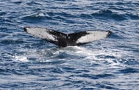 Whale Watching & Whales of Iceland Exhibition 7