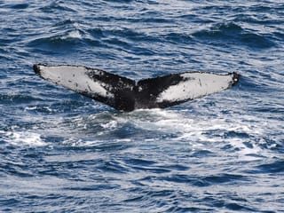 Whale Watching & Whales of Iceland Museum, photo 7