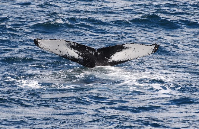 Whale Watching & Whales of Iceland Exhibition 7
