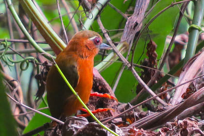 Ba Be National Park Jungle Trails Trekking 2-day