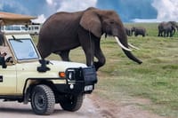 3-Day Amboseli & Mt Kilimanjaro Fly In Safari from Mombasa. 7