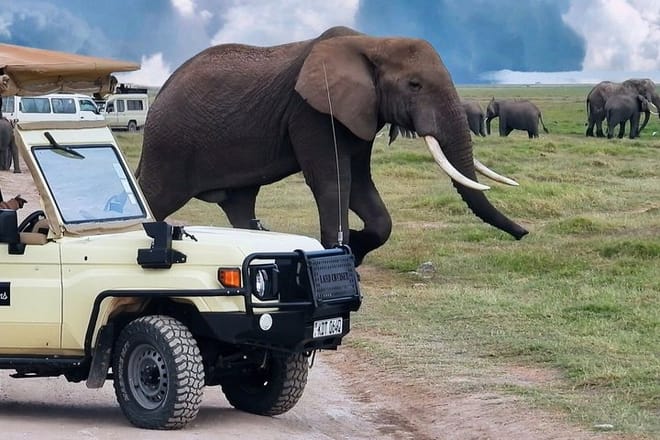 3-Day Amboseli & Mt Kilimanjaro Fly In Safari from Mombasa. 7