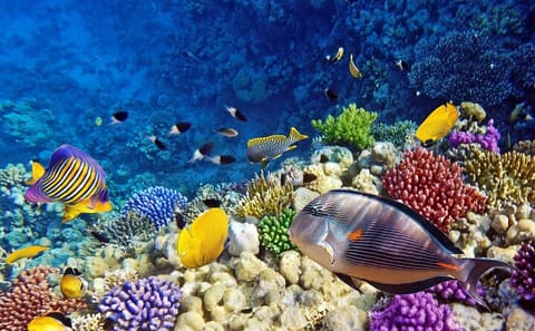 Glass Bottom Boat Tour in Hurghada to Explore the Red Sea