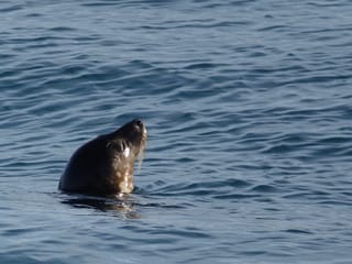 Whale watching - Downtown Reykjavík, photo 8