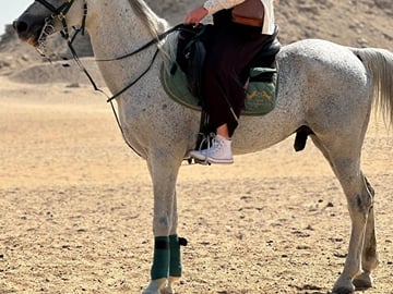 Abusir Horseback Riding and Fifth Dynasty Pyramids Tour
