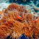 Phuket to Maya and Phi Phi Island withLunch Small Group Tour