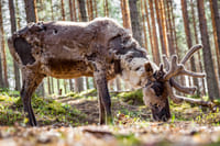 Unique chance to feed the reindeer in the middle of forest