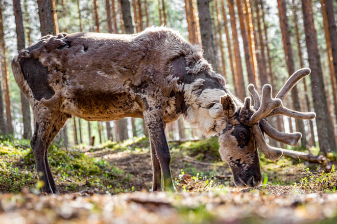 Unique chance to feed the reindeer in the middle of forest