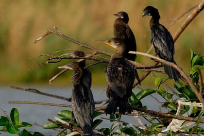 Bird Watching Tour at Muthurajawela