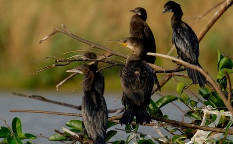 Bird Watching Tour at Muthurajawela