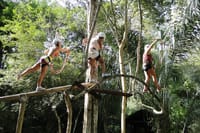 Tree Climbing  1