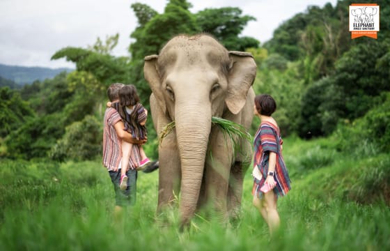 Chiang Mai Wildlife Safari and Ethical Elephant Experience