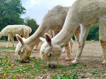 Baku-tour_Shamakhi-tour-Alpaca-tour-Azerbaijan