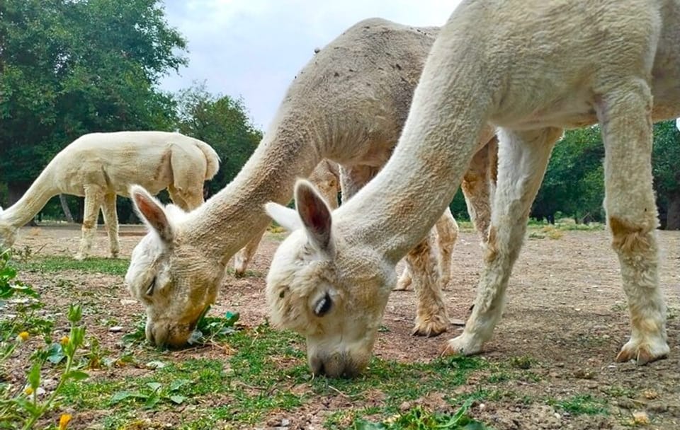 Private All Inclusive Shamakhi Alpaca and Wine Tour