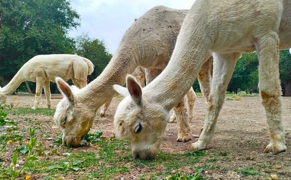 Private Alpaca and Wine Tour in Shamakhi, Azerbaijan