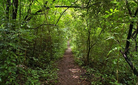 Tour El Imposible National Park Day Trip from San Salvador