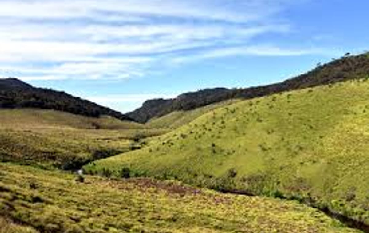 Day Trip to Horton Plains and Tea Estate in Nuwara Eliya