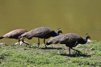 Half Day Private Tour to Botanical Garden in Chania 4