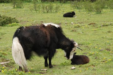 11-Day Jomolhari Loop Trekking Tour in Bhutan