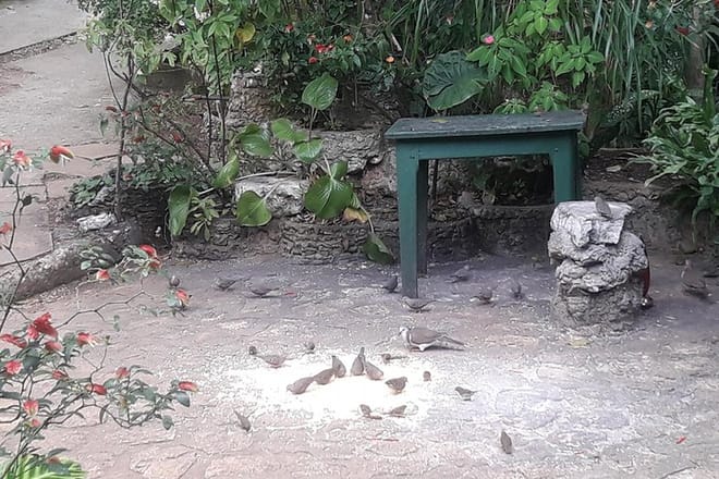 Private Rockland Bird Sanctuary Tour from Montego Bay  7