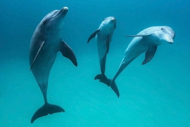 Dolphin Photo Session with Transfer - Hurghada 3