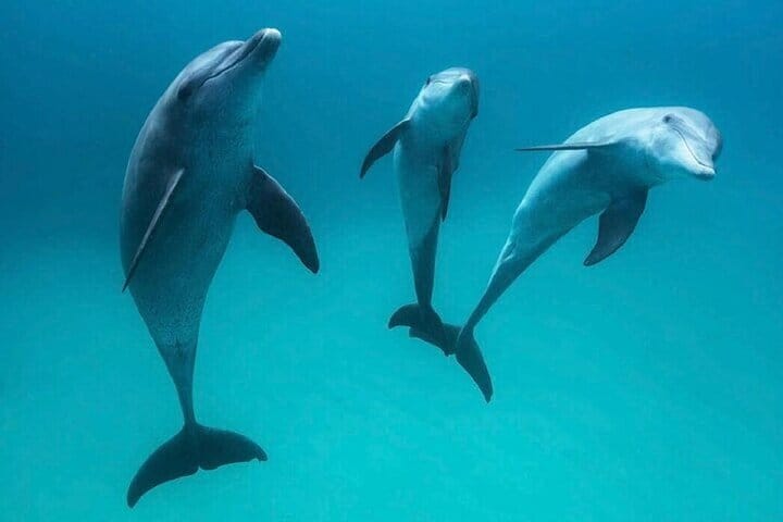 Dolphin Photo Session with Transfer - Hurghada 3
