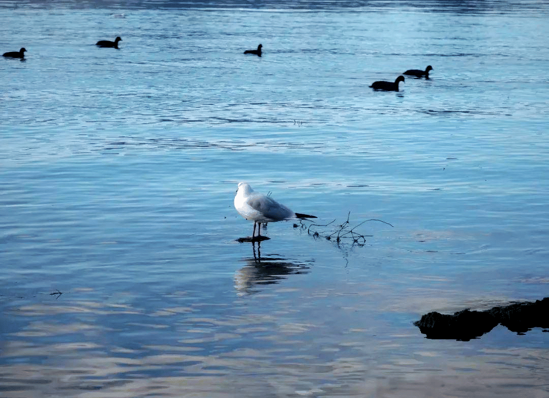 Black-headed Gull (Winter)